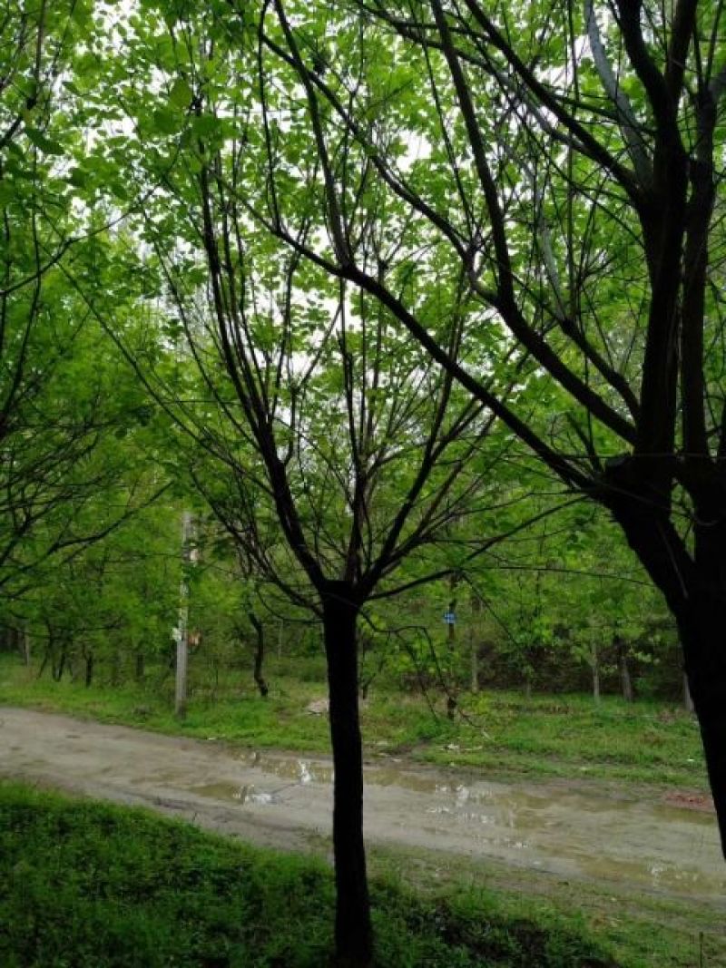 南阳南召供应6-15公分黄栌，精品黄栌，可实地看货