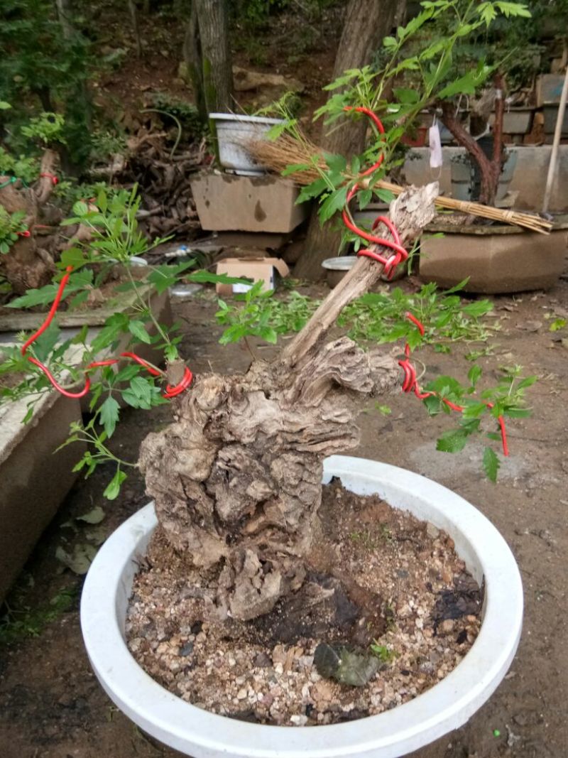 黄荆