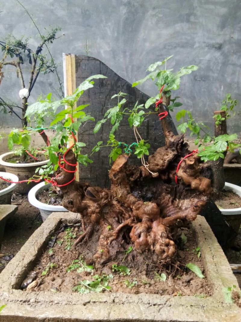 黄荆