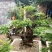 黄荆