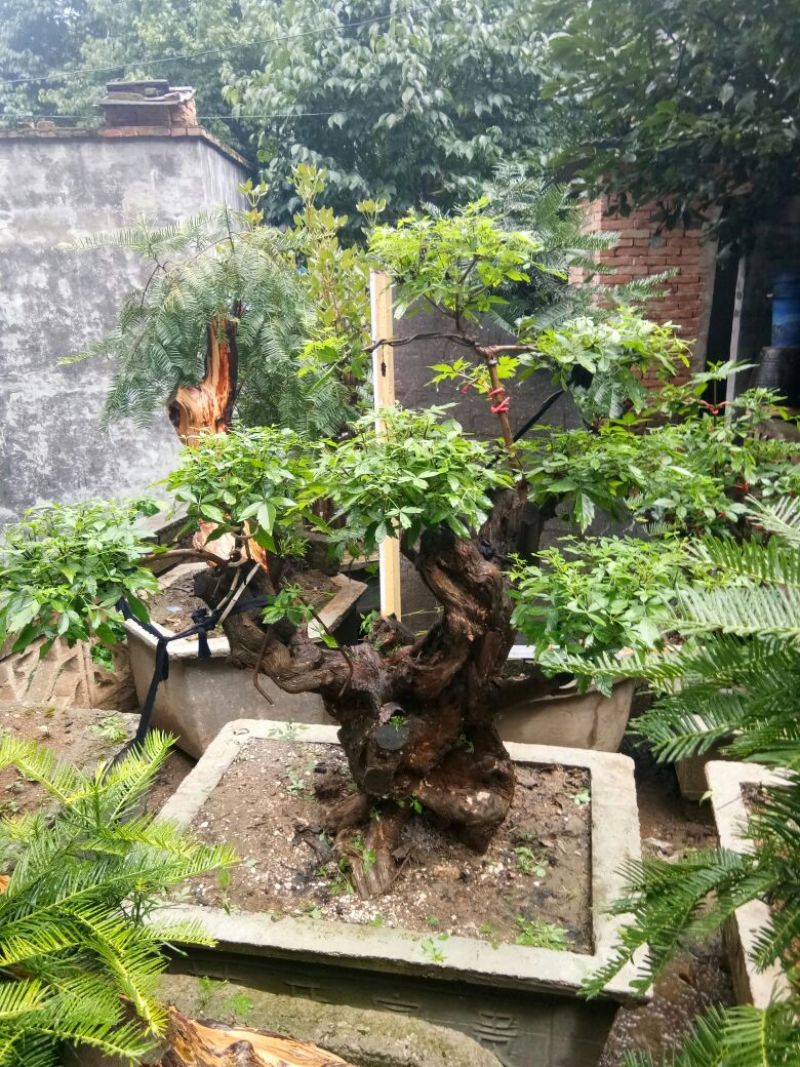 黄荆