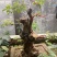 黄荆