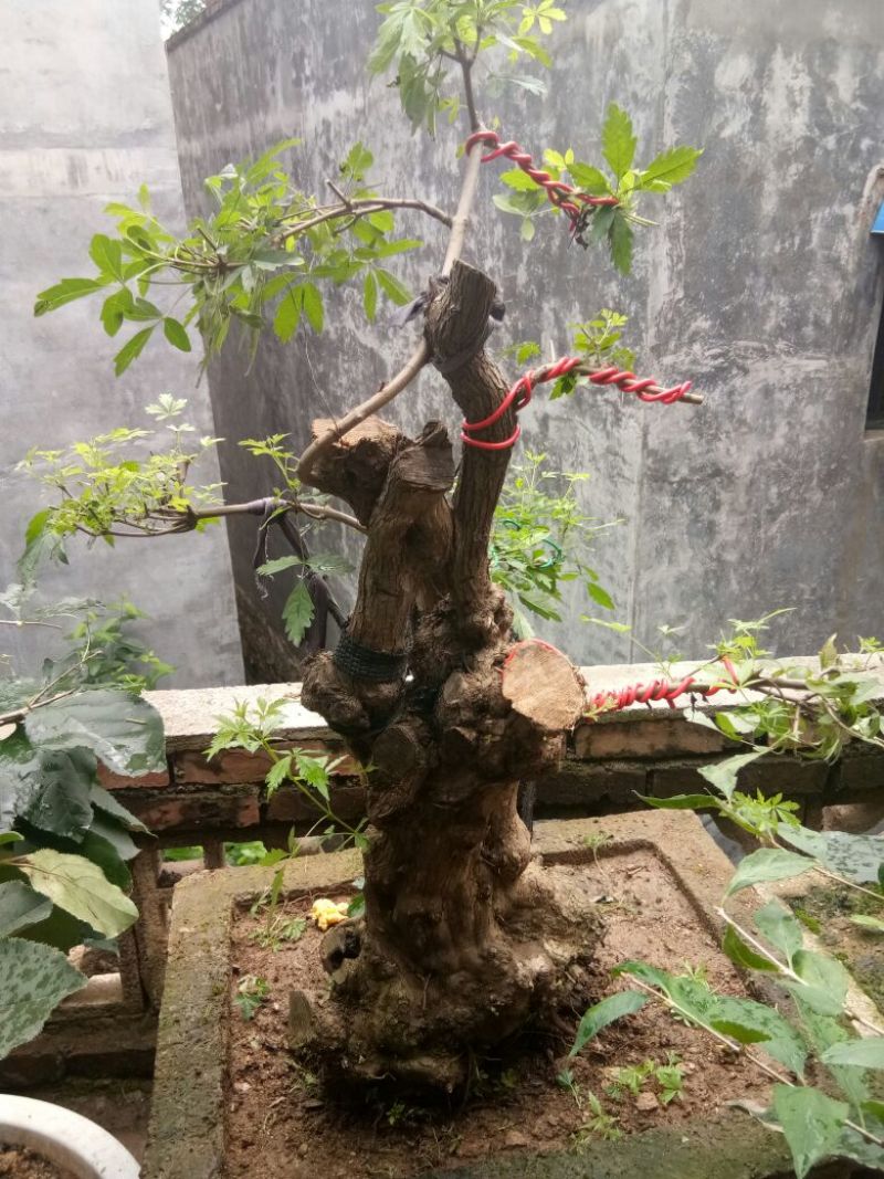 黄荆