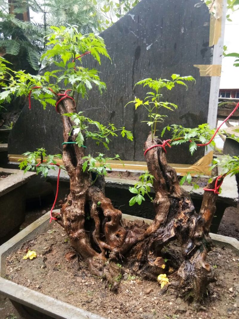 黄荆