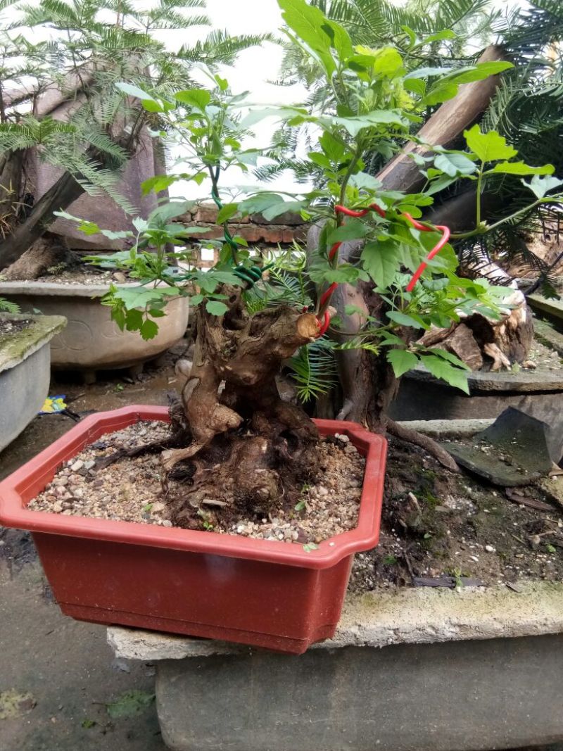 黄荆