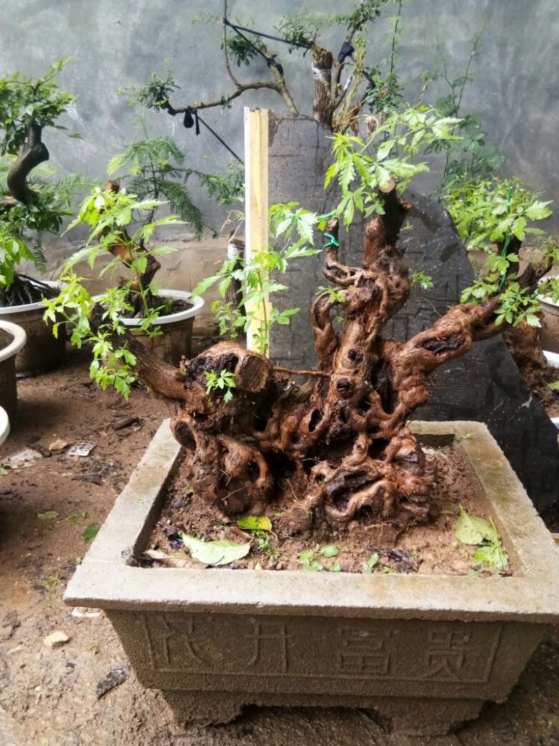 黄荆