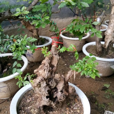 黄荆