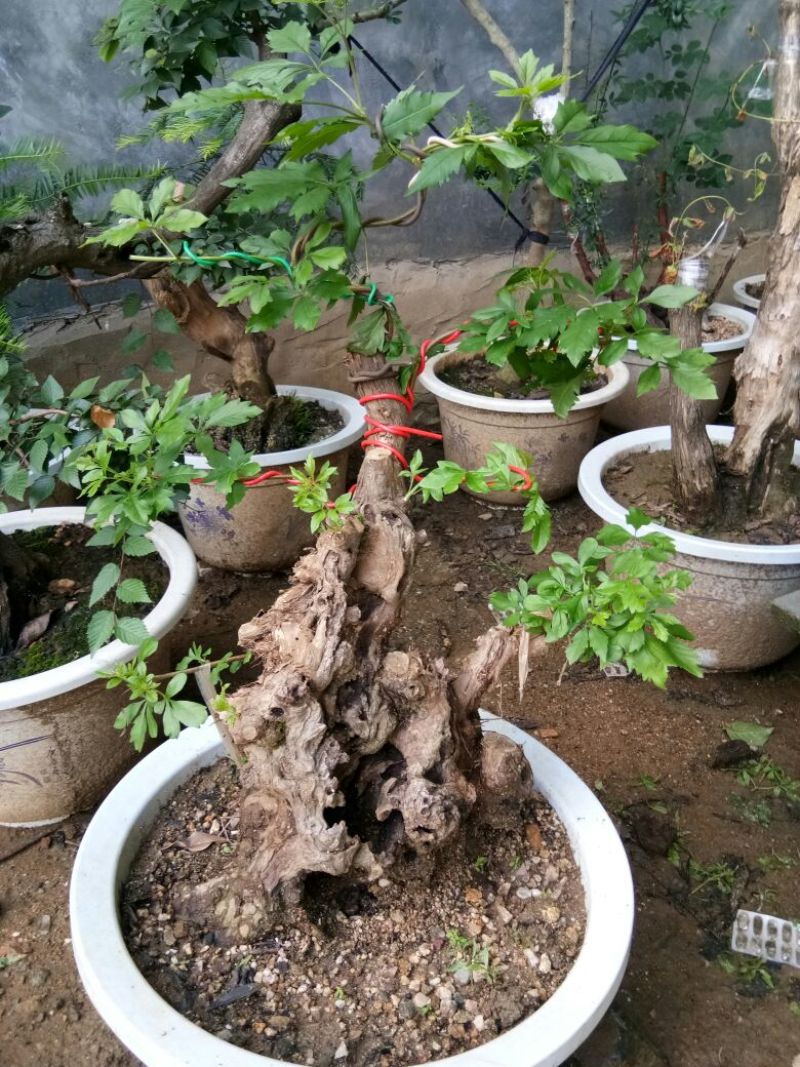 黄荆