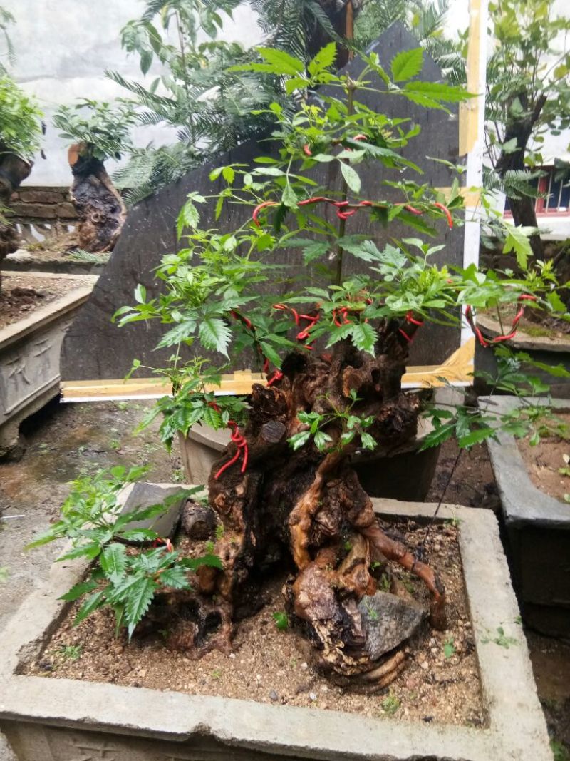 黄荆