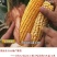 人参煎饼，五粮煎饼