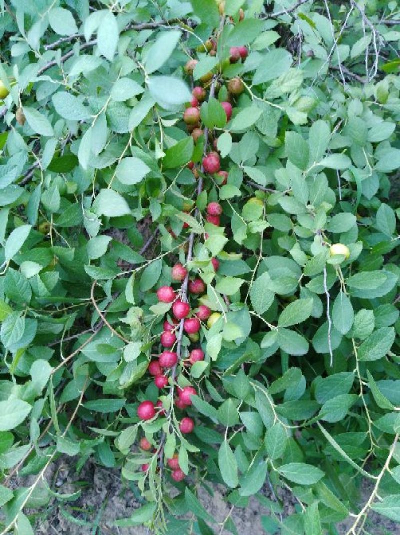 圣丰6钙果苗钙果树苗基地直供现在种植明年挂果，