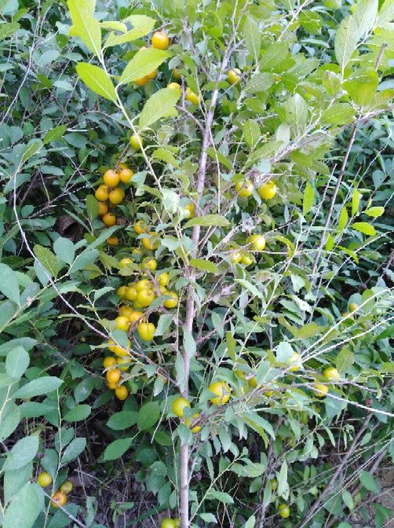 圣丰6钙果苗钙果树苗基地直供现在种植明年挂果，