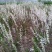 圣丰6钙果苗钙果树苗基地直供现在种植明年挂果，
