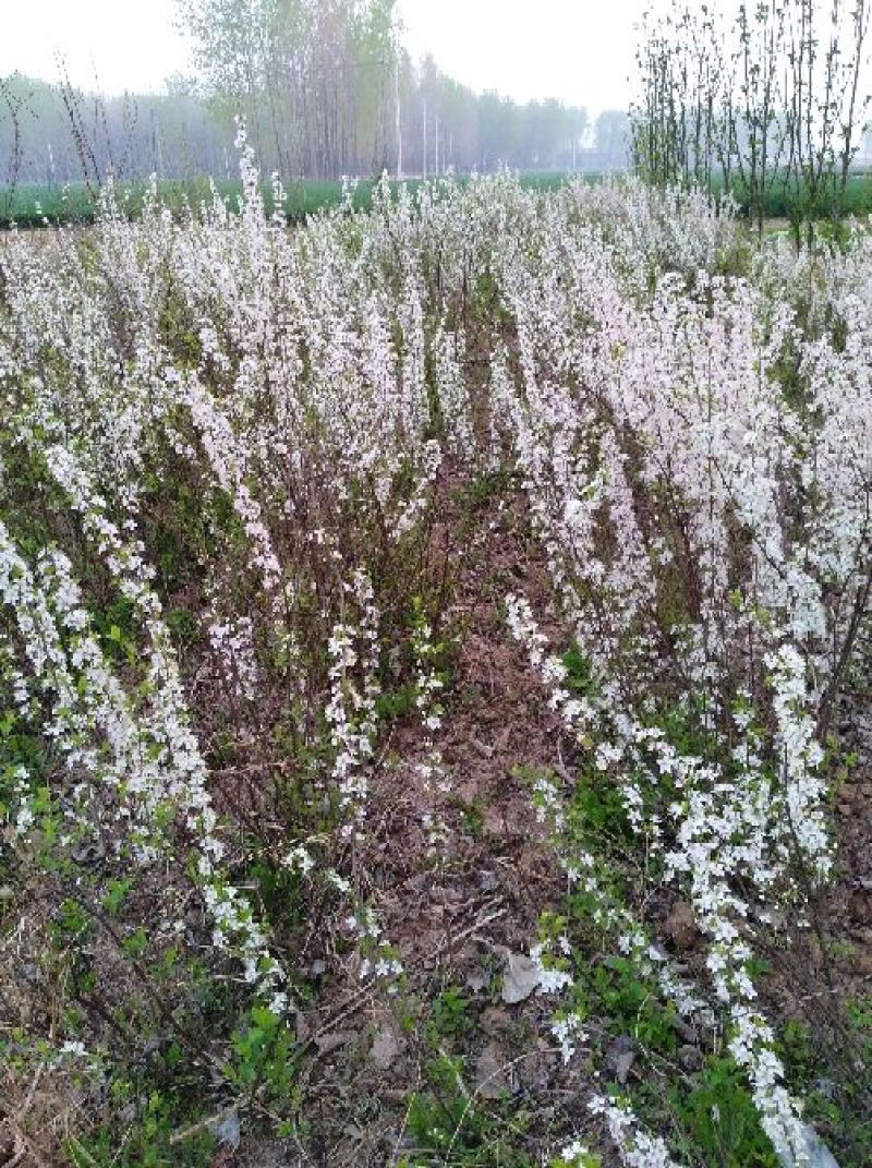 圣丰6钙果苗钙果树苗基地直供现在种植明年挂果，