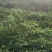 北海道黄杨