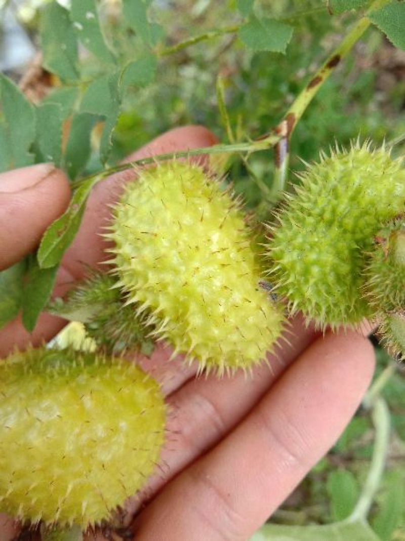 野生刺梨鲜