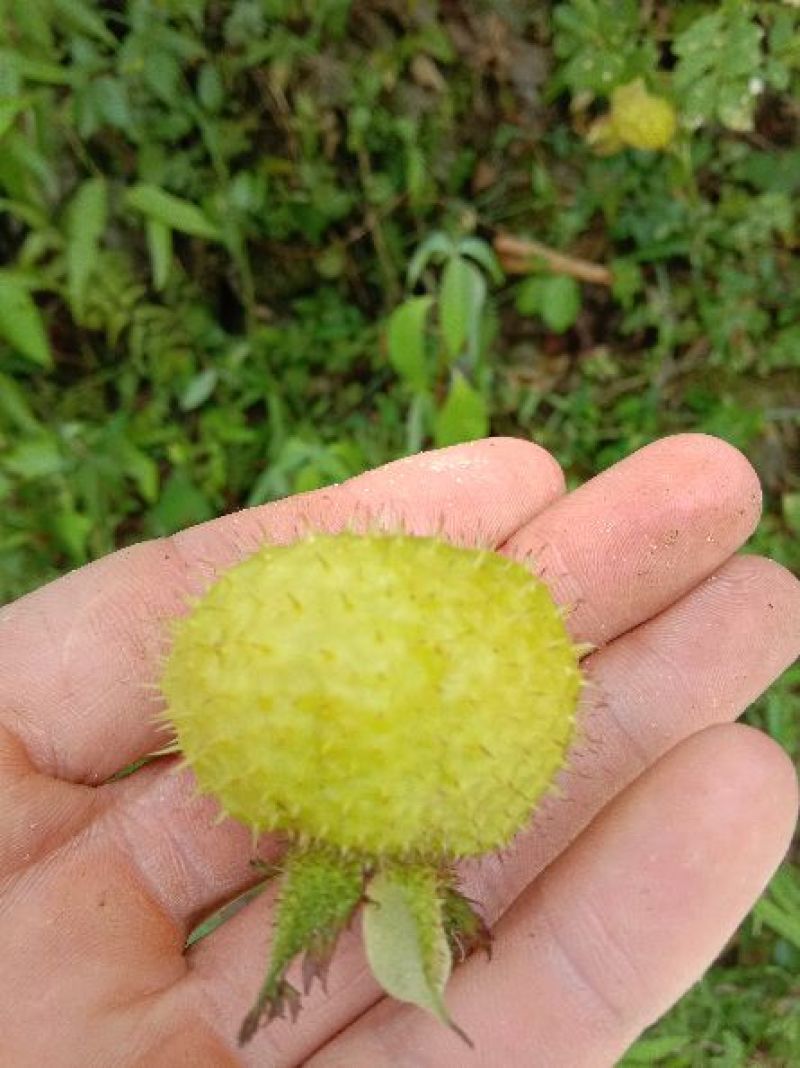 野生刺梨鲜