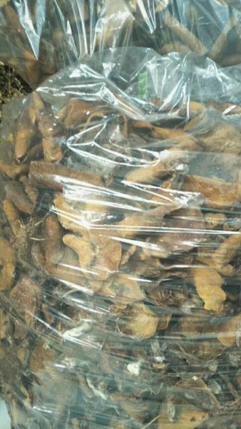 松蘑！！天然无公害绿色食用菌