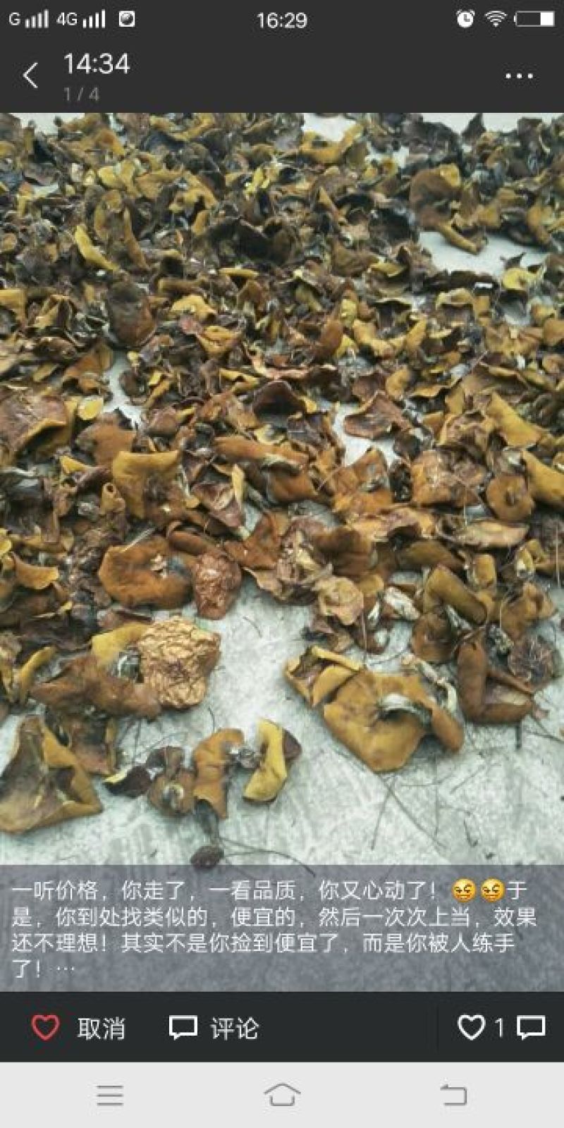 松蘑！！天然无公害绿色食用菌