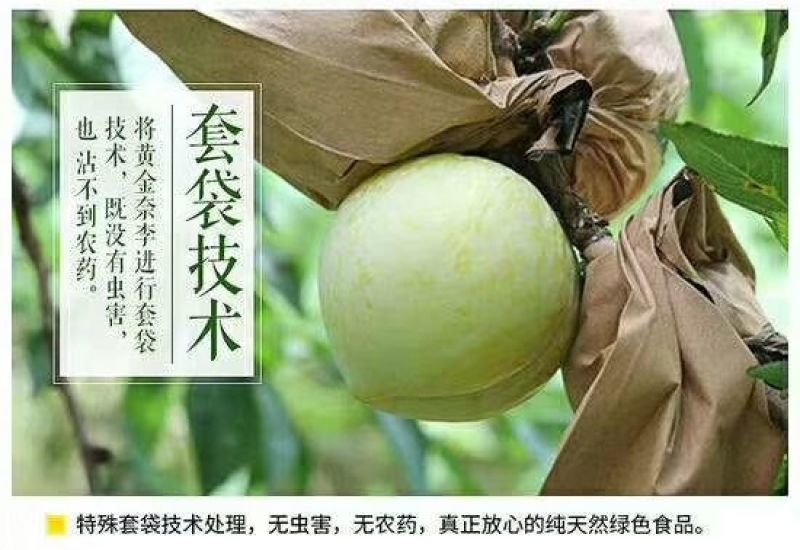 黄金奈李