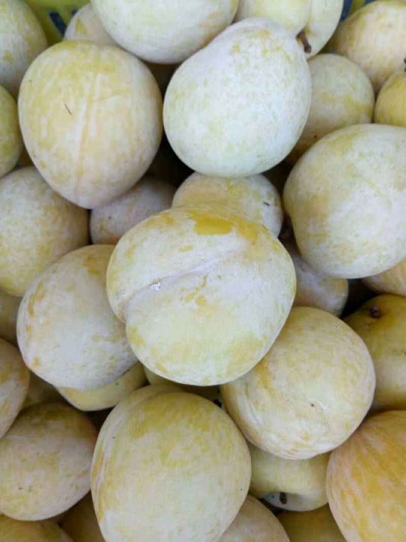 黄金奈李