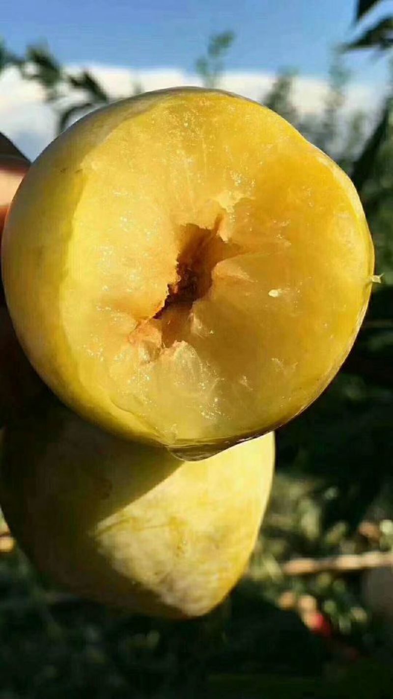 黄金奈李