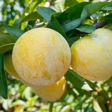黄金奈李