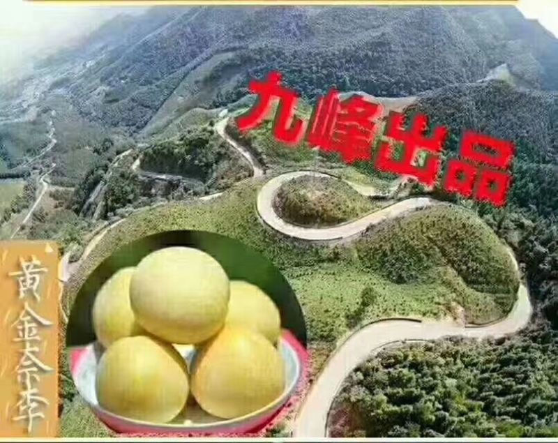 黄金奈李