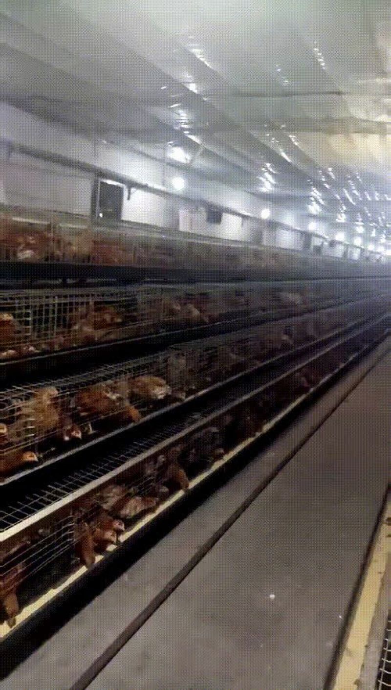 高品质海兰褐各项指标达标