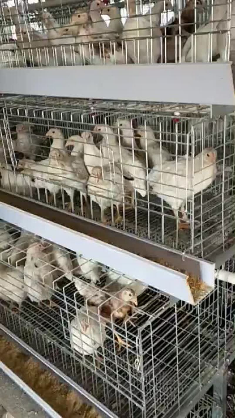 高品质海兰褐各项指标达标