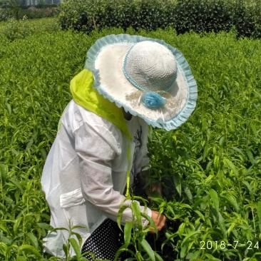 桃树苗0.8-2cm中华寿桃树苗