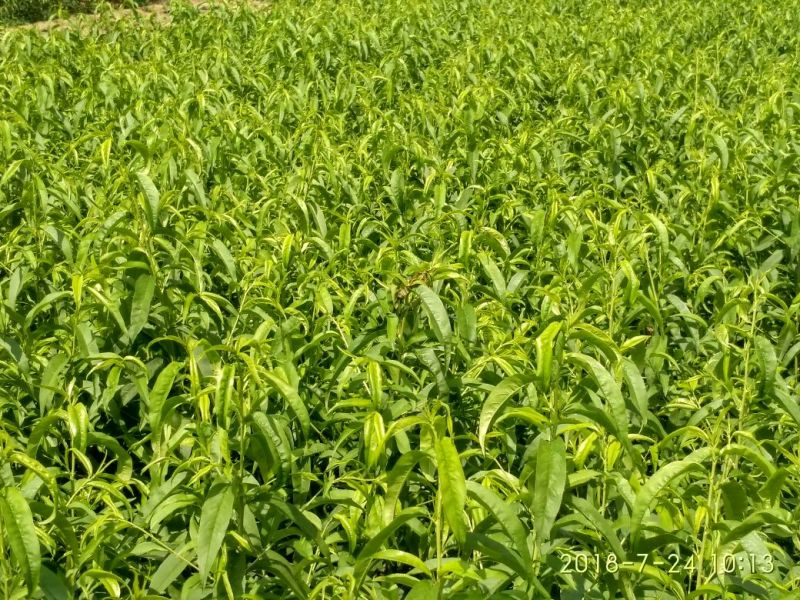 桃树苗0.8-2cm中华寿桃树苗
