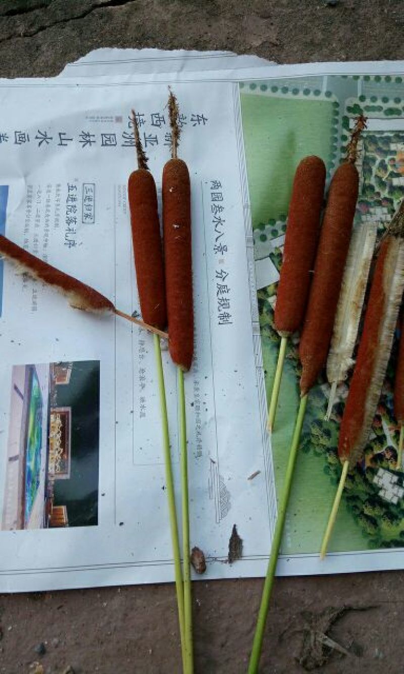 水腊主，有需要的老板联系我，长期供货