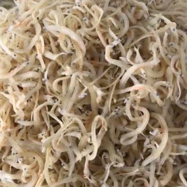银鱼小银鱼冻鱼