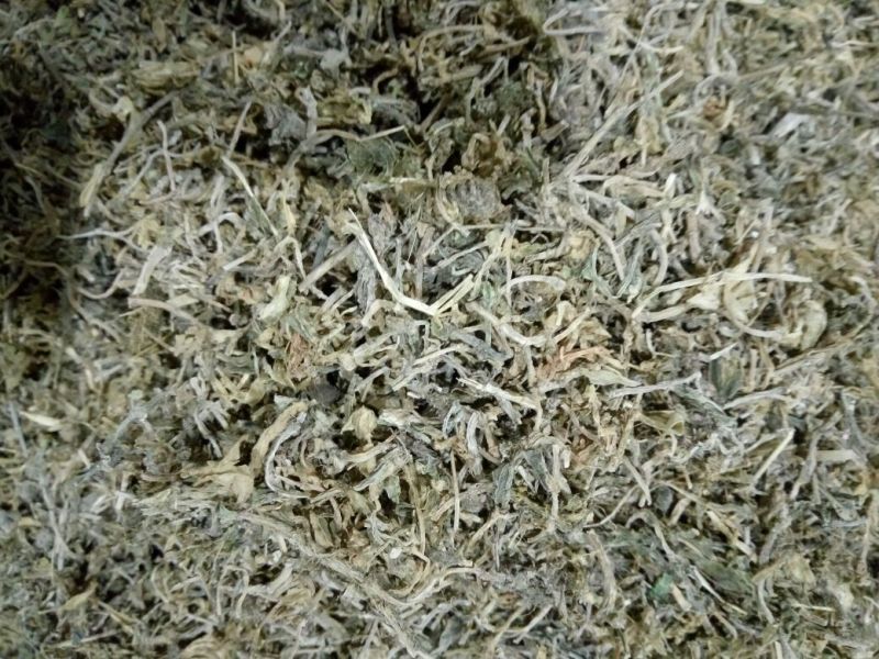垂盆草，大货无硫无杂枝大货