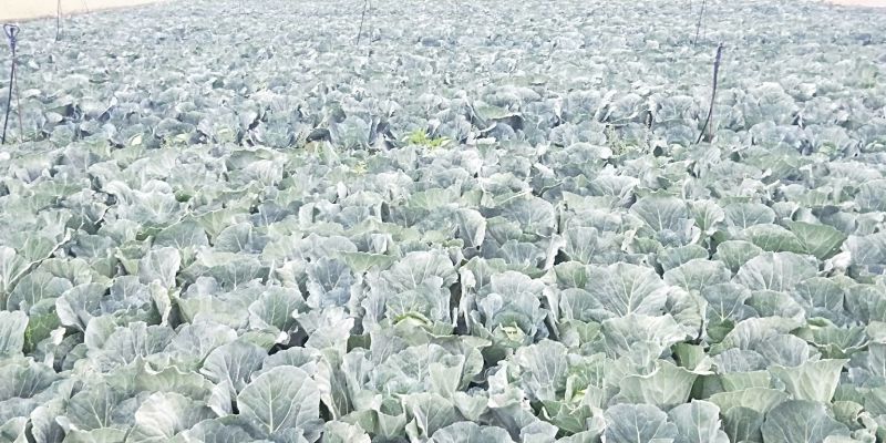 甘蓝产地货源充足种植面积广，供应全国各地，实力代办