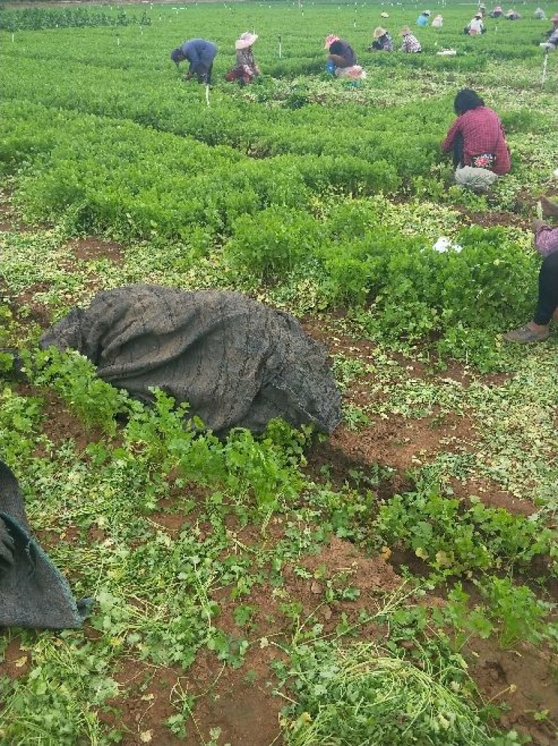香菜产地直供货源充足实力代办常年供货全国各