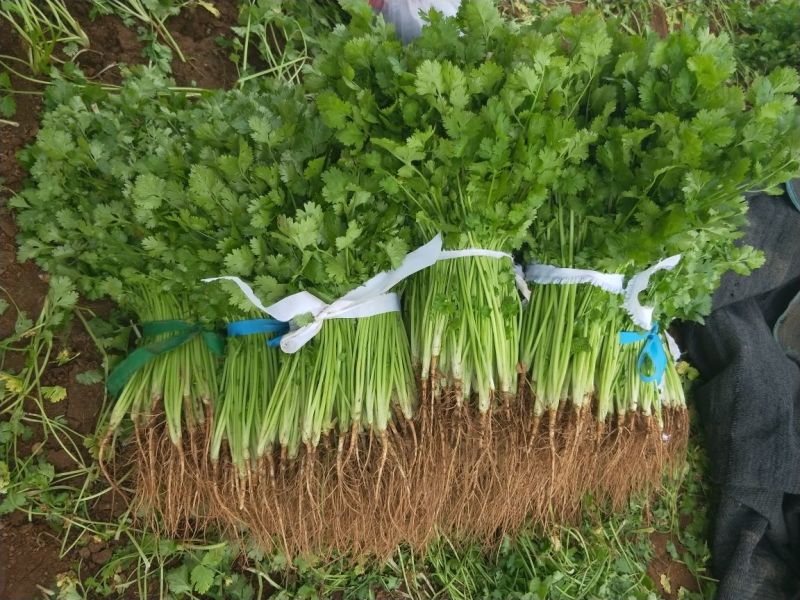 香菜产地直供货源充足实力代办常年供货全国各