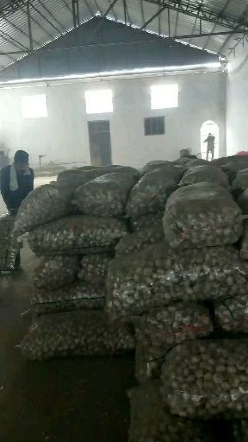 蒜米红大蒜，个头大，皮包亮。电商供应。物流发往全国各地。