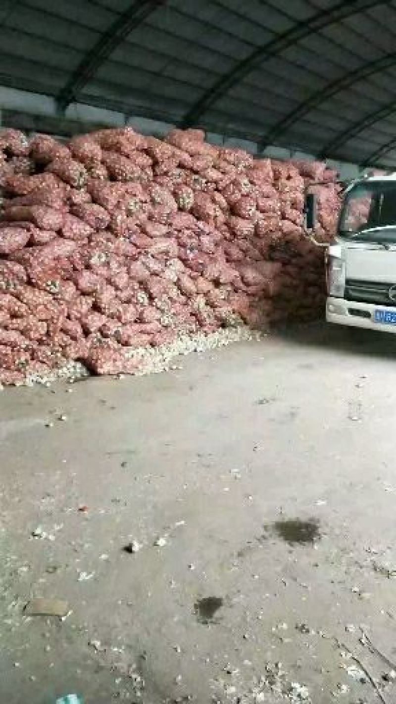 蒜米红大蒜，个头大，皮包亮。电商供应。物流发往全国各地。
