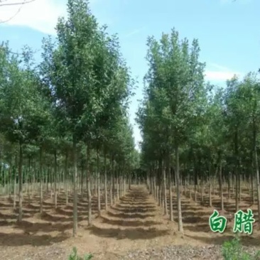 白蜡