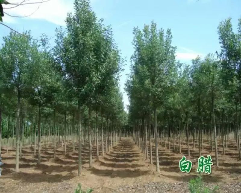 白蜡