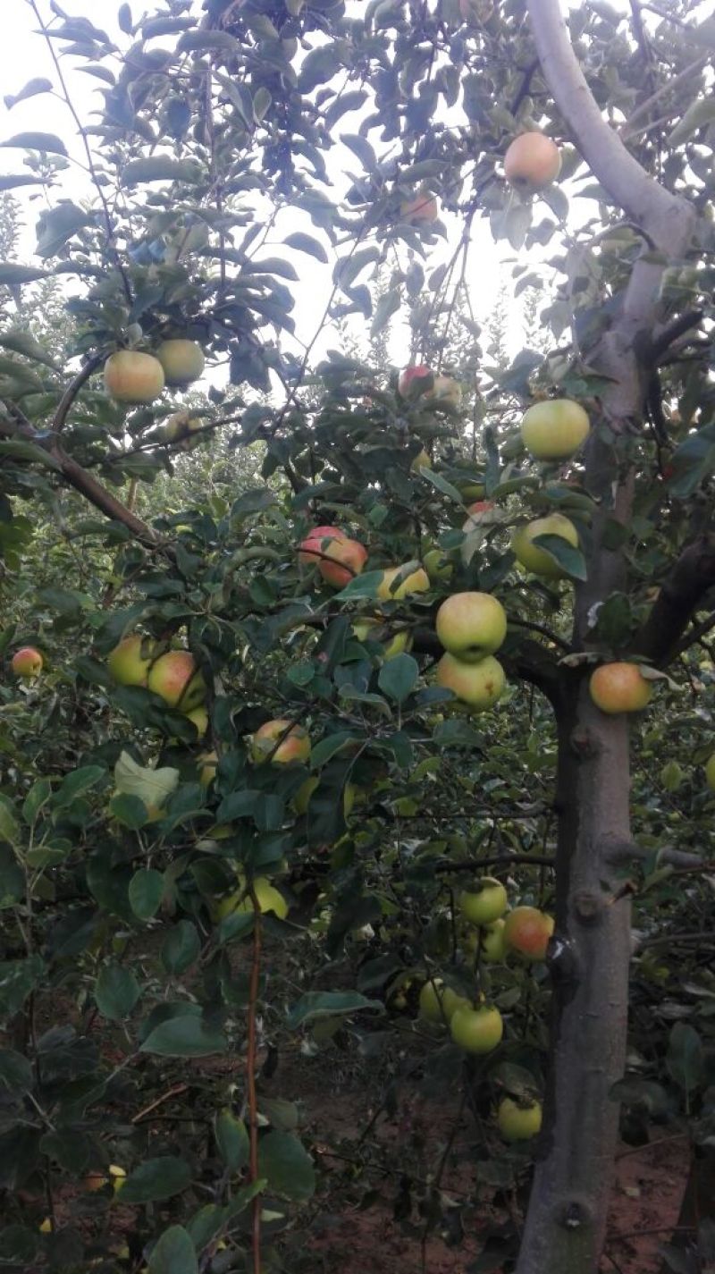 美八果，个大