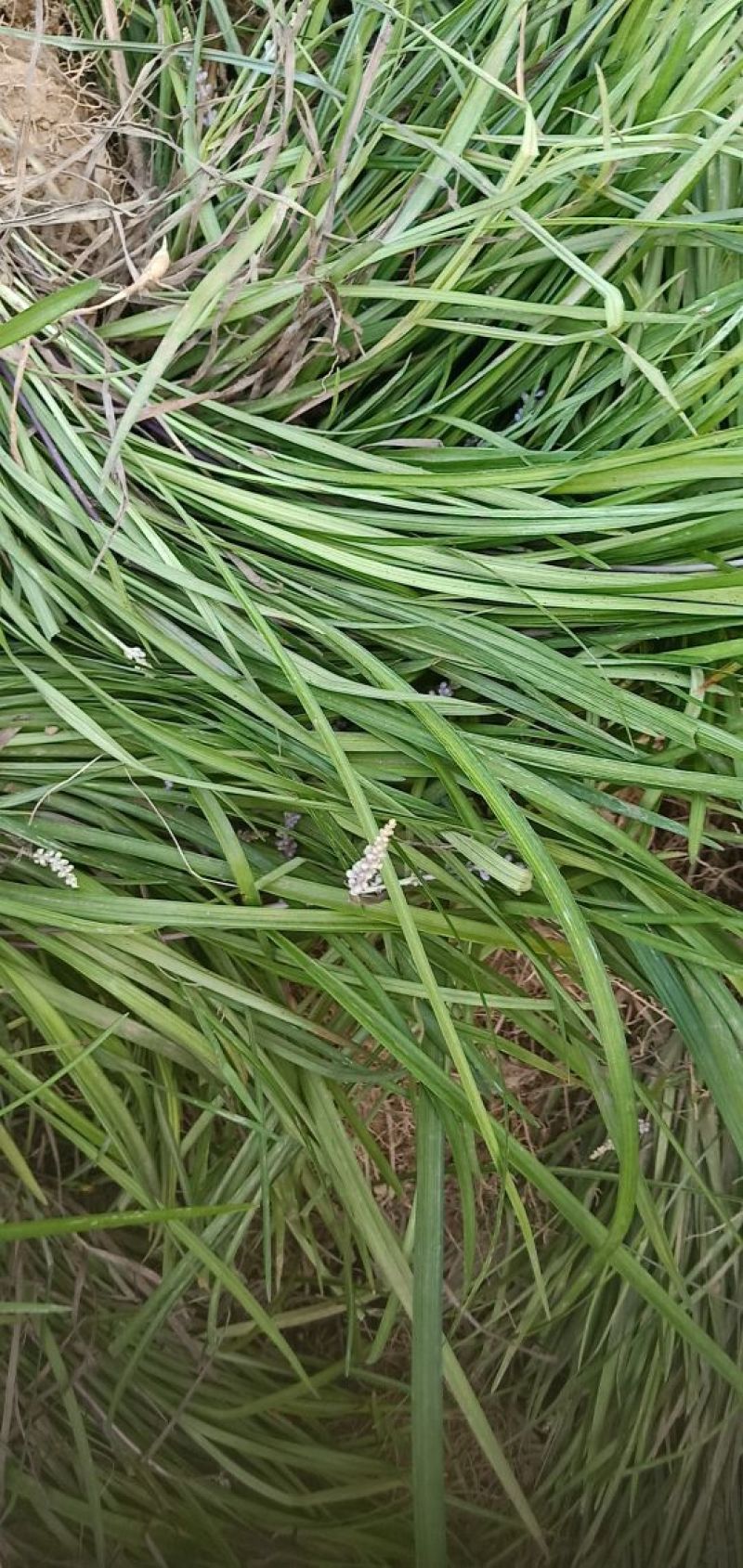 大量供应麦冬草玉龙草