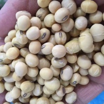 大豆黑脐王