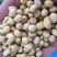 大豆黑脐王