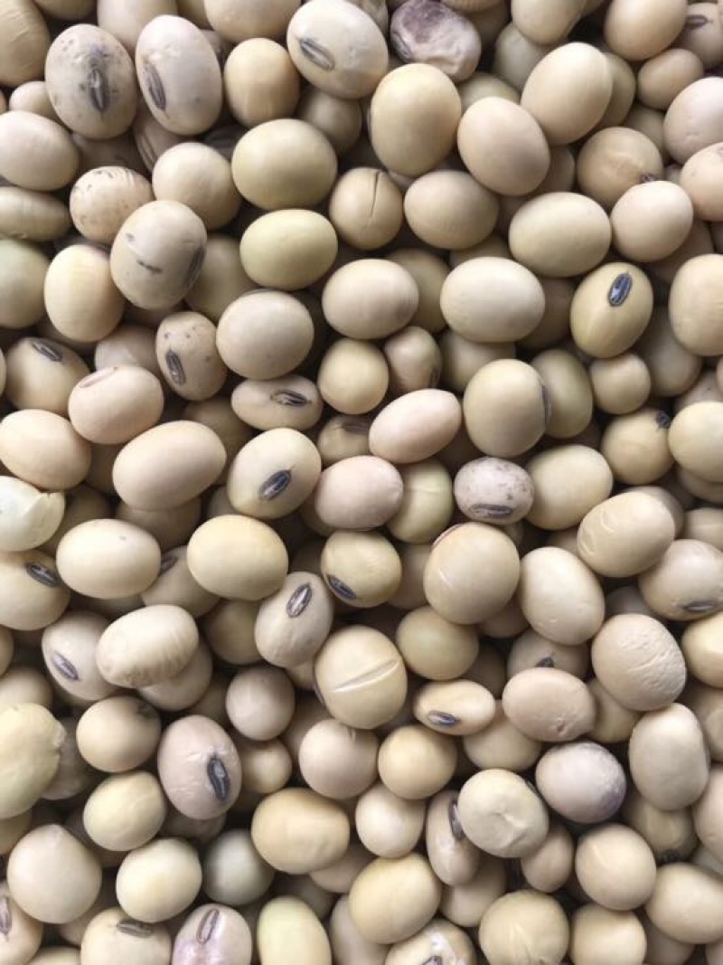 大豆黑脐王