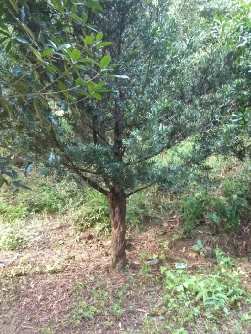 罗汉松树形好，根据买的公分数协调价格欢迎订购
