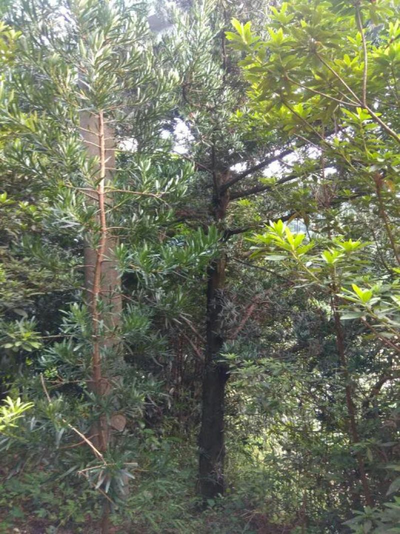 罗汉松树形好，根据买的公分数协调价格欢迎订购
