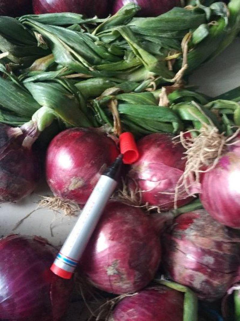 鲜亮红皮洋葱上市了，，货品质量不错，希广大客商及时采货。